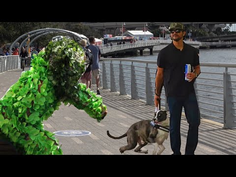 Ultimate Bushman Prank on Dogs!