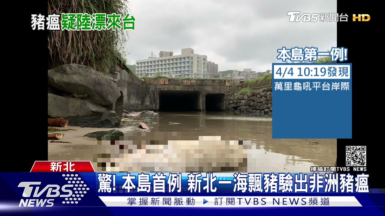 陸再爆非洲豬瘟！新北驚現病毒陽性海漂豬　本島首例