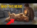 Your Dog S Sleeping Position Is Telling You Something