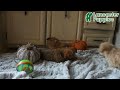 Mixed Breed dogs for sale: Caramel - Video 1