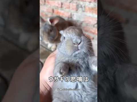 ウサギの首の後ろをつかむと起こること