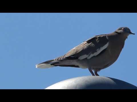 nature in my backyard episode 226 (HD)