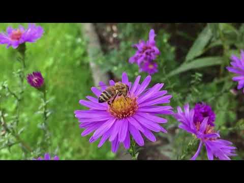 MEANING OF DREAM BEE STING : Interpretation & Symbolism