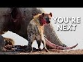 Hyenas Give Birth Through A Pseudo Penis