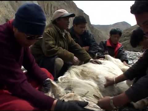 In Search of Zhang Zhung