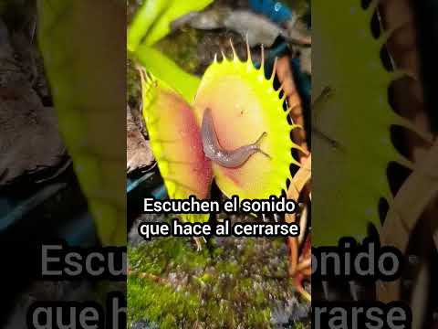 , title : 'Así suena una planta carnívora - Venus atrapamoscas #carnifans #plantascarnivoras #venusflytrap'
