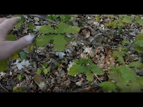 Förster Klaus - Waldgruß #21 - Eiche 2.0 - next generation