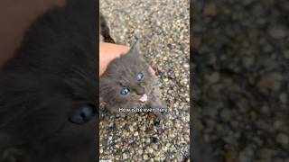 Cat-Matching System Works: Found a Dirty Kitten on the Road#Kitten#Heartwarming #Fyp#animalrescue