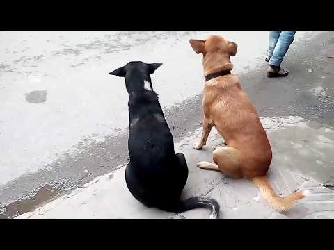 Unbelievable 2 funny dog Chemistry in our city-The Funny Animal video ever