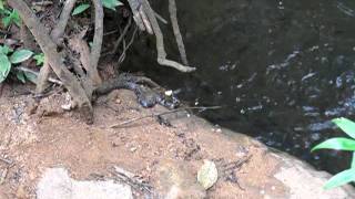preview picture of video 'Keelback Snake Feeding on Safari'