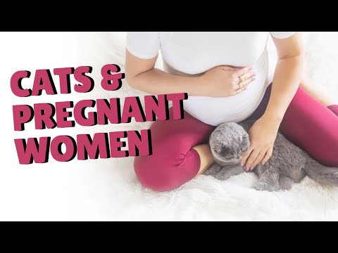 Are Cats Dangerous To Pregnant Women? | Two Crazy Cat Ladies