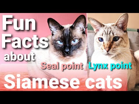 Siamese cats 101 | Top 10 Siamese cats facts - Fun facts about Siamese cats & Lynx point Siamese cat