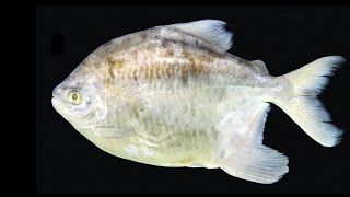 There's A NEW Species Of Piranha!