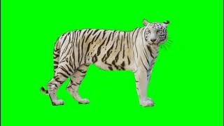 Download lagu White tiger image 🐅green screen free download - free copyright mp3 Download lagu White tiger image 🐅green screen free download - free copyright mp3