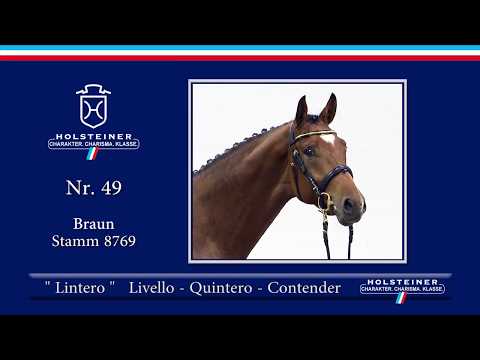 Holsteiner Körlot 2018 | Nr. 49 - LINTERO v. Livello - Quintero