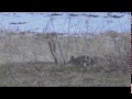 223 Remington 100 Yard Rabbit Headshot WARNING EXTREMELY GRAPHIC