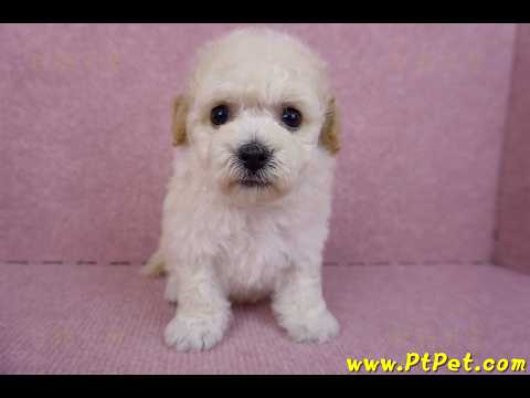 09/23泰迪比熊母幼犬1號