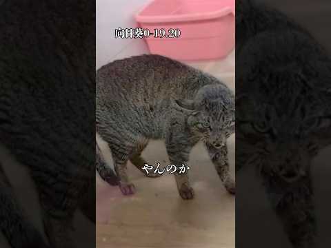 雪解け【ひまわり0-19.20】