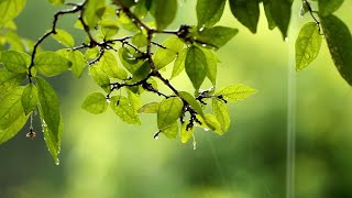 Relaxing Music &amp; Rain Sound - Peaceful Piano Music, Background Music, Sleep Music (Emily)