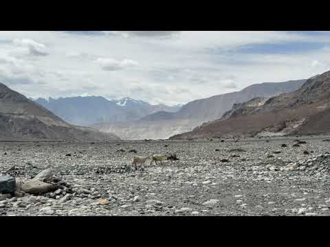 Herd of Goats on the Move