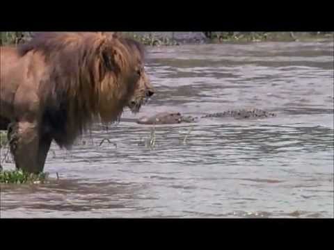 Funny animal videos - Lion Intimidates Crocodile