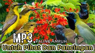 Download lagu MP3.. Suara Pikat Dan Pancingan Burung SOGON. Paling Ampuh.. mp3 Download lagu MP3.. Suara Pikat Dan Pancingan Burung SOGON. Paling Ampuh.. mp3
