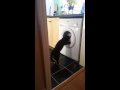 Cat Hates The Washing Machine