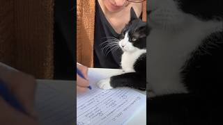 #cat #cute #catvideo #cutecat #funnyvideo #funny #pets