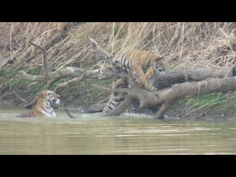 14 days the tigers central india tour package service