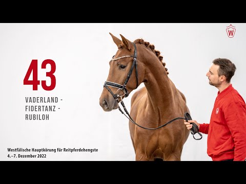 Westfälische Hauptkörung 2022 Reitpferde: Kat.Nr. 43  Vaderland  -  Fidertanz  -  Rubiloh