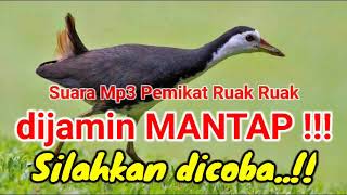 Download lagu Suara Pikat Burung Ruak Ruak !! Dijamin Auto Datang !! Silahkan dicoba..!! mp3