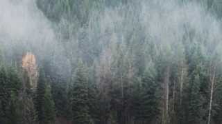 Octopus Kraft   Drops