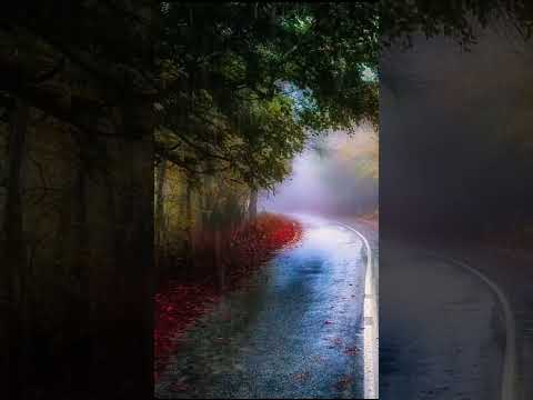 ☔︎Autumn Forest|Fog|Leaves|Drizzling Rain Sounds on Road #shorts #shortsfeed #rain #autumn #relax