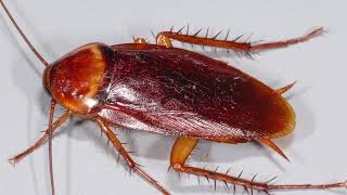 How To Get Rid of Roaches Overnight || how to get rid of roaches overnight home remedies