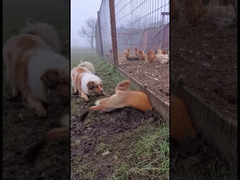 Kad lija dolija – pravda uvijek stigne!