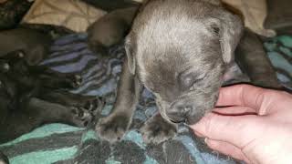 Video preview image #1 Cane Corso Puppy For Sale in DENVER, CO, USA