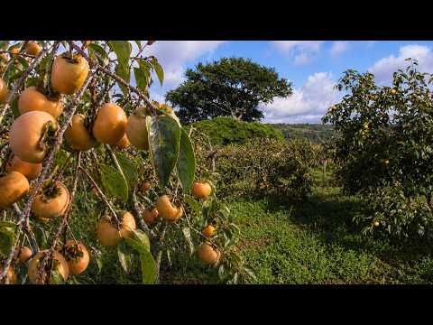 Caquis de Misiones Argentina 🇦🇷 🍅🧡2026 (2/3)