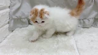 スコティッシュフォールドの動画01