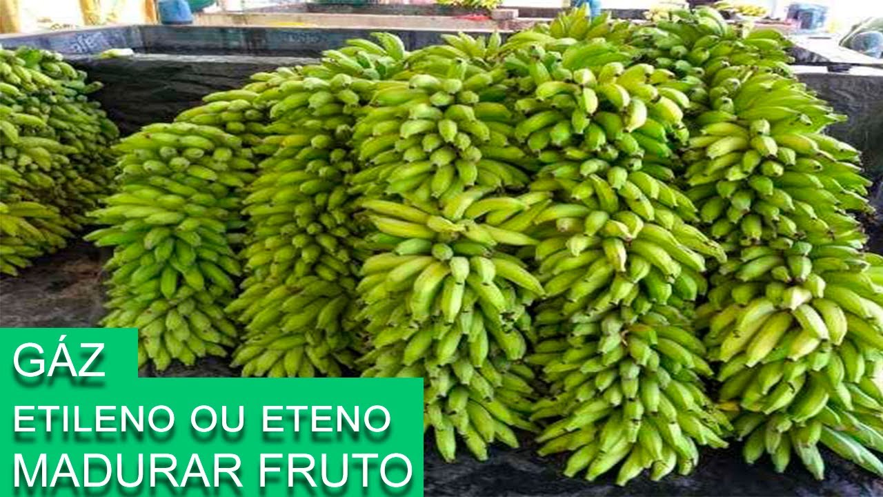 BANANA GÁS ETILENO PARA AMADURECIMENTO DAS FRUTAS #SítioGilSat