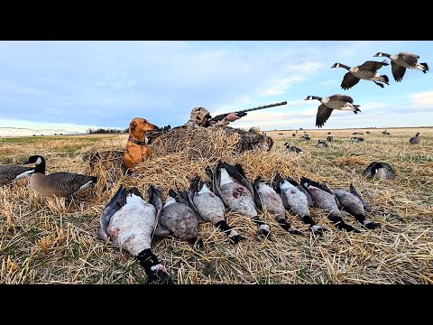 3 FLOCKS! SOLO LIMIT IN 15 MINUTES!