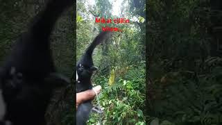 Download lagu pikat cililin hitam,@cipungchannel8202 mp3