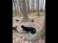Black Cat Slaps Gray Tabby Out Of His Spot Shorts