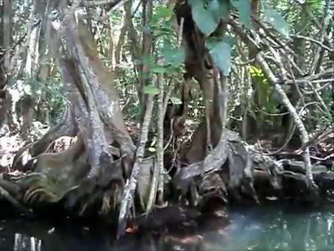 Indian River - Dominica