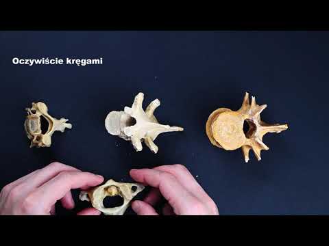 Osteologia - kręgi, żebra, mostek