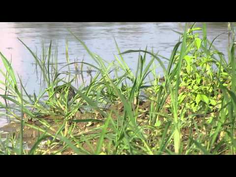 Birding Slovakia (Ivan Bartko) - Gallinago gallinago - Močiarnica mekotavá