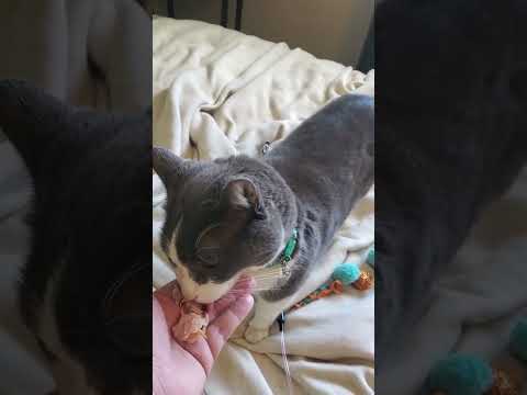 Giving My Cat Turkey 🐈‍⬛🐯