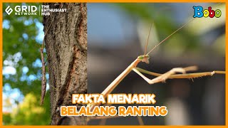 Download lagu 💡 Fakta Menarik Belalang Ranting - Pandai Menyamar Jadi Ranting Kayu mp3 Download lagu 💡 Fakta Menarik Belalang Ranting - Pandai Menyamar Jadi Ranting Kayu mp3