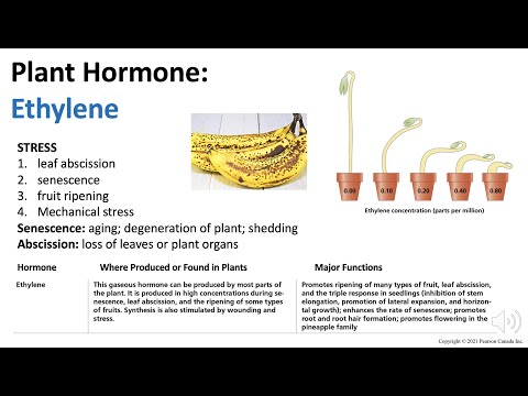 Plant Hormones: Ethylene | Biology