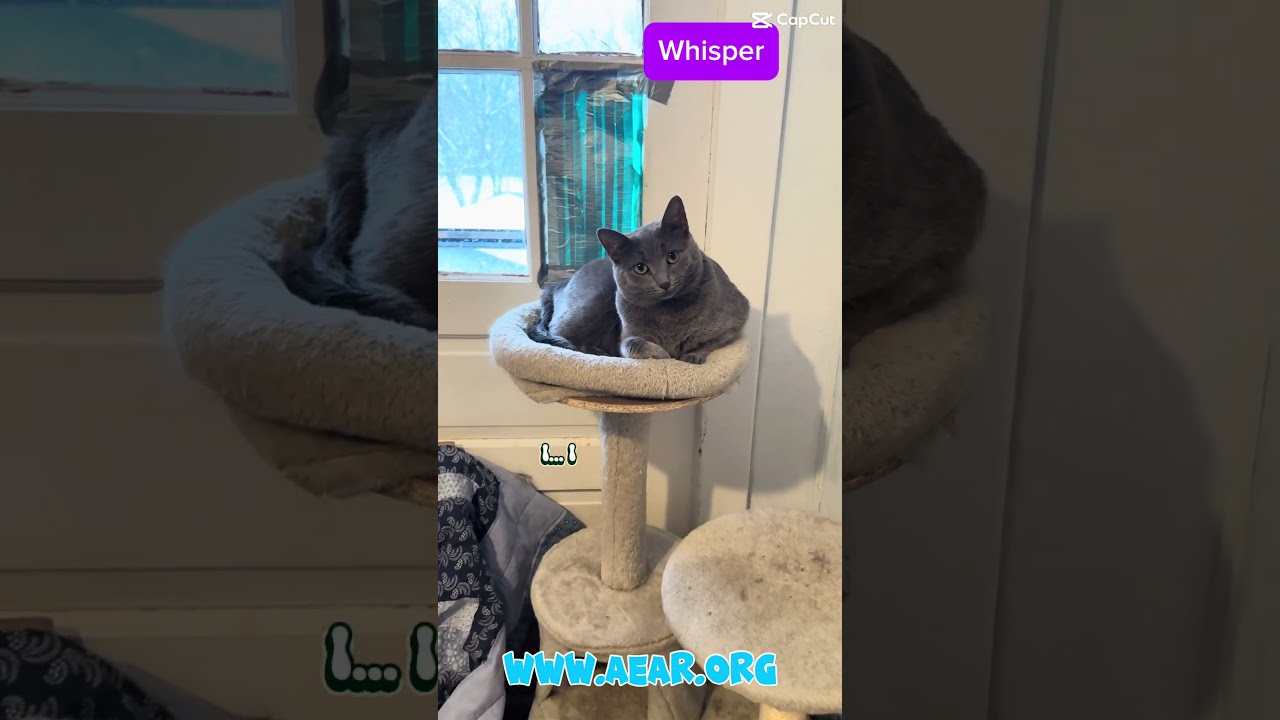 Enlarge Whisper, a Adoptable mixed breed in Libertyville, IL video 6/6