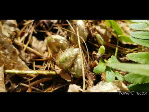 Foraging Fiddleheads Tips & Tricks